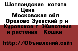 Шотландские  котята › Цена ­ 6 000 - Московская обл., Орехово-Зуевский р-н, Куровское г. Животные и растения » Кошки   